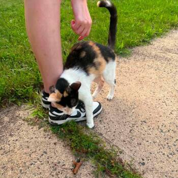 Suzie -  Calico and Tortoiseshell Cat for Adoption in Newark, New Jersey - Suzie | PetCurious