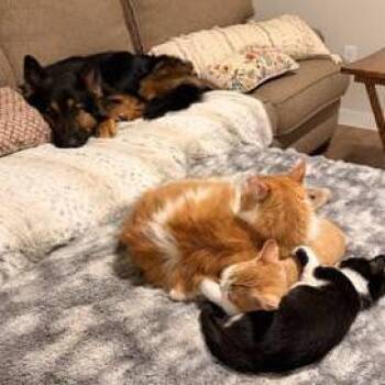 Domestic Short Hair Cats Available for Adoption - Simba (Colby Jack) | PetCurious