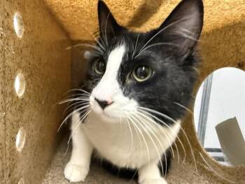 Domestic Medium Hair Cats Available for Adoption in Kent, Washington - WRENN | PetCurious