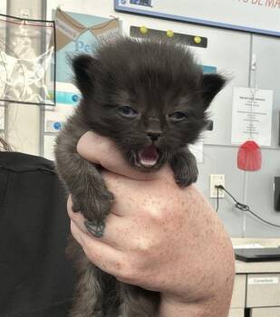 Rescue Domestic Short Hair Cats for Adoption in Dallas, Texas - MOON | PetCurious