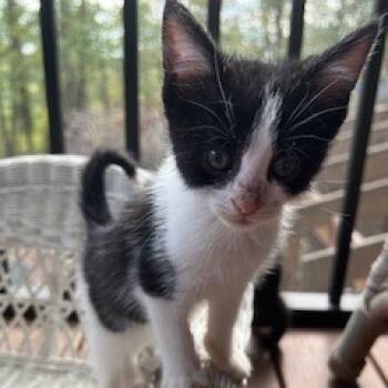 Rescue Domestic Short Hair Cats for Adoption in Granville, Ohio - Apple | PetCurious