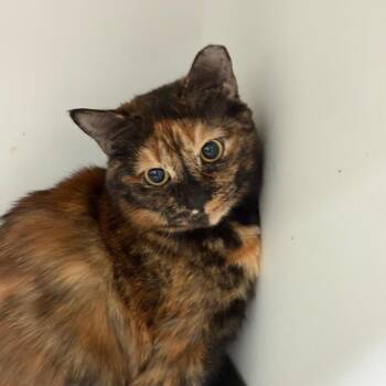 American Shorthair Cats Available for Adoption in Greenfield, Indiana - Star | PetCurious