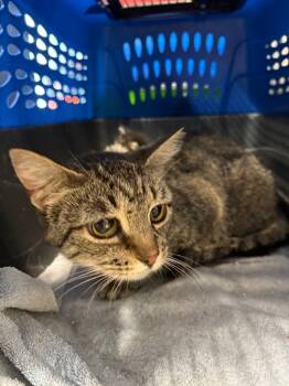 Rescue Domestic Short Hair Cats for Adoption in Pierceton, Indiana - Cinder | PetCurious
