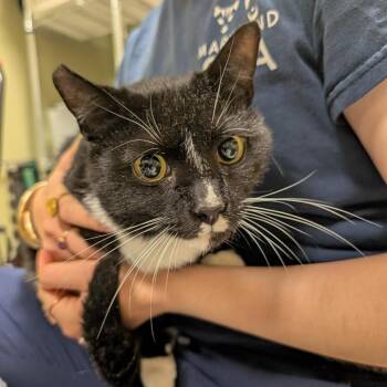 Domestic Short Hair Cats Available for Adoption in Baltimore, Maryland - Tinkerbell | PetCurious