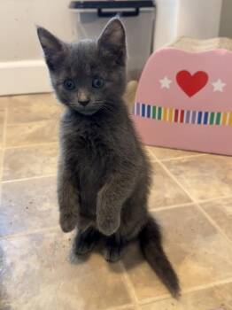Louise (GFRCC) KS -  Domestic Short Hair Cat for Adoption in Metamora, Illinois - Louise (GFRCC) KS | PetCurious