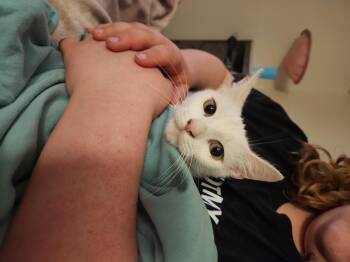 Domestic Short Hair Cats Available for Adoption in Mount Pleasant, Texas - Astra | PetCurious