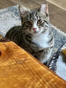 Rescue Domestic Short Hair Cats for Adoption in Bellmawr, New Jersey - Gabby | PetCurious