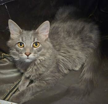 Quince and Manchego -  Domestic Medium Hair Cat for Adoption in Winchester, Virginia - Quince And Manchego | PetCurious