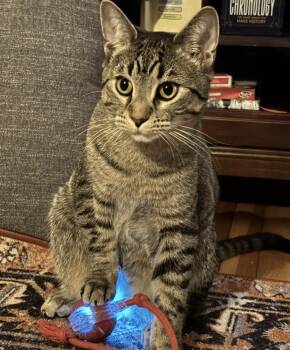 Adam -  Tabby Cat for Adoption in Buffalo, New York - Adam | PetCurious