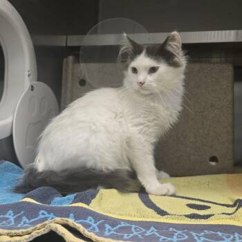 Blorp (Barn Cat) -  Domestic Short Hair Cat for Adoption in West Olive, Michigan - Blorp (Barn Cat) | PetCurious
