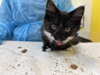 Richtofen -  Domestic Medium Hair Cat for Adoption in Raleigh, North Carolina - Richtofen | PetCurious
