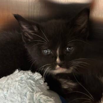 Devil Dog -  Domestic Short Hair Cat Available for Adoption in West Palm Beach, Florida - Devil Dog | PetCurious