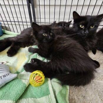 Coco Chanel -  Domestic Long Hair Cat for Adoption in Burlington, Iowa - Coco Chanel | PetCurious