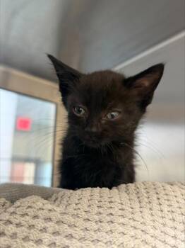 Key Lime Pie -  Domestic Short Hair Cat for Adoption in Westland, Michigan - Key Lime Pie | PetCurious