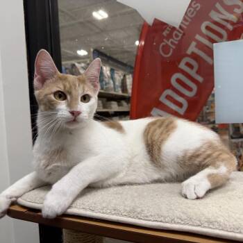Skipper -  American Shorthair Cat for Adoption in Overland Park, Kansas - Skipper | PetCurious