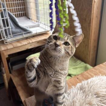 Rooster -  Domestic Short Hair Cat for Adoption in Inwood, West Virginia - Rooster | PetCurious