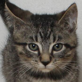 Domestic Short Hair Cats Available for Adoption in Minnetonka, Minnesota - Water Slide C69621 | PetCurious