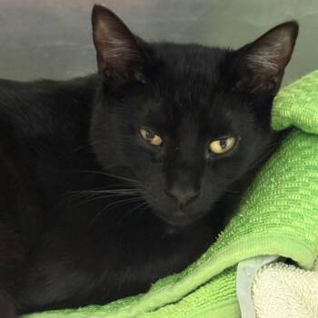 Domestic Short Hair Cats Available for Adoption - Flint | PetCurious