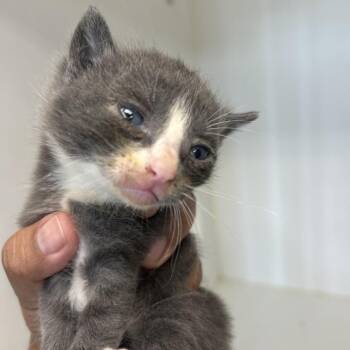 American Shorthair Cats Available for Adoption in Portland, Texas - TXAC-Stray-19778_2_3 | PetCurious