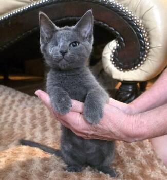 Smokey -  Domestic Short Hair Cat for Adoption in Lafayette, Louisiana - Smokey | PetCurious