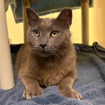 Greg -  Domestic Short Hair Cat for Adoption in Harrisonburg, Virginia - Greg | PetCurious