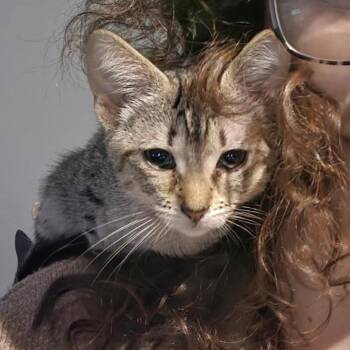 Domestic Short Hair Cats Available for Adoption in Madison, Wisconsin - Angelica | PetCurious