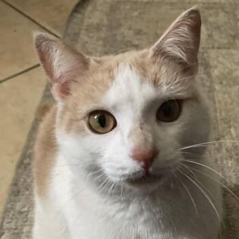 Domestic Short Hair and Tabby Cats Available for Adoption in UNIVERSITY PA, Maryland - Quandary | PetCurious