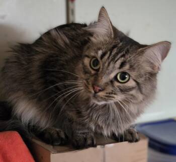 Roe -  Domestic Long Hair Cat for Adoption in Riverside, California - Roe | PetCurious