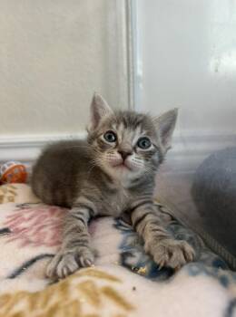 Domestic Short Hair Cats Available for Adoption in Davis, California - Hickory | PetCurious