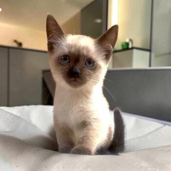 Chanel -  Siamese and Domestic Short Hair Cat for Adoption in San Diego, California - Chanel | PetCurious