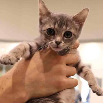 George -  Domestic Short Hair Cat for Adoption in Port Washington, New York - George | PetCurious