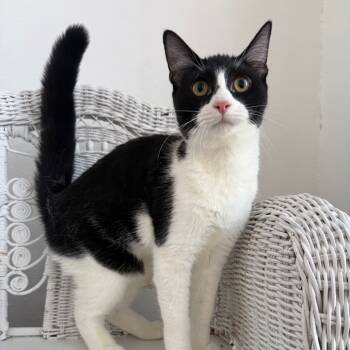 Rescue Domestic Short Hair Cats for Adoption in Eaton Rapids, Michigan - Leilani Cash 55585 | PetCurious