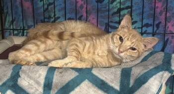 Sunny Rain -  Domestic Short Hair Cat for Adoption in Vancouver, Washington - Sunny Rain | PetCurious