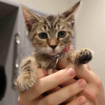 Wilma -  Domestic Short Hair Cat for Adoption in Port Washington, New York - Wilma | PetCurious