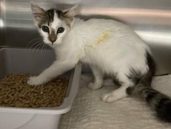 Cyber -  Domestic Long Hair Cat for Adoption in Clarksville, Tennessee - Cyber | PetCurious