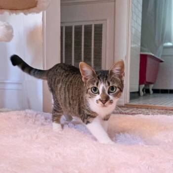 Crumble -  Tabby Cat for Adoption in New Orleans, Louisiana - Crumble | PetCurious