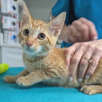 Cheese Ball -  Domestic Short Hair Cat for Adoption in Cumming, Georgia - Cheese Ball | PetCurious