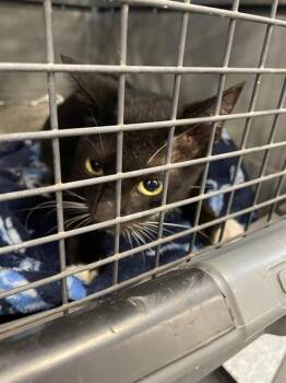Rescue Domestic Short Hair Cats for Adoption in Palmetto, Florida - WEDNESDAY | PetCurious
