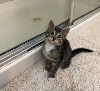 Taro -  Tabby Cat for Adoption in Skippack, Pennsylvania - Taro | PetCurious
