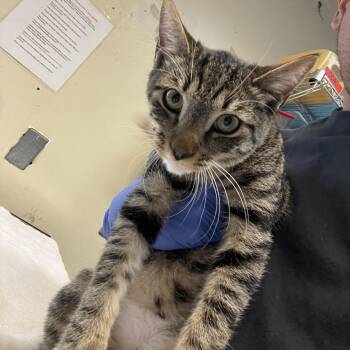 Domestic Short Hair Cats Available for Adoption in Pasadena, California - Big Mac | PetCurious
