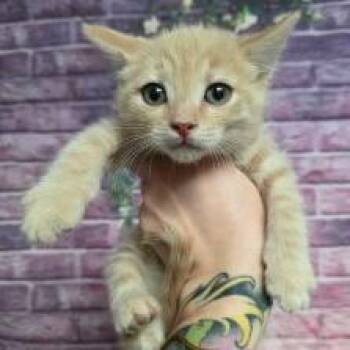 Grasshopper -  Domestic Short Hair Cat Available for Adoption in Fort Collins, Colorado - Grasshopper | PetCurious