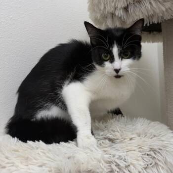 Amy -  Domestic Short Hair Cat for Adoption in Newberg, Oregon - Amy | PetCurious