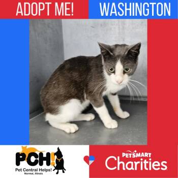 Washington -  Domestic Short Hair Cat for Adoption in Normal, Illinois - Washington | PetCurious