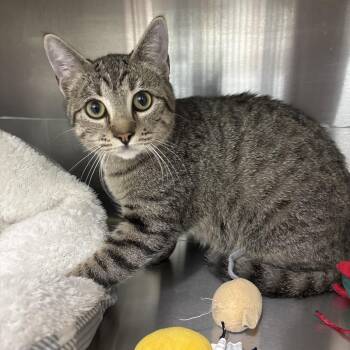 Domestic Short Hair Cats Available for Adoption - Halo | PetCurious