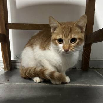 Penelope -  Domestic Short Hair Cat for Adoption in West Point, Mississippi - Penelope | PetCurious