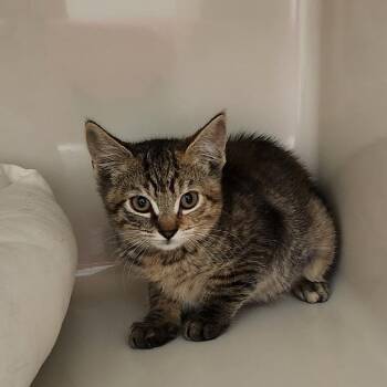 Epona -  Domestic Short Hair Cat for Adoption in Watertown, New York - Epona | PetCurious