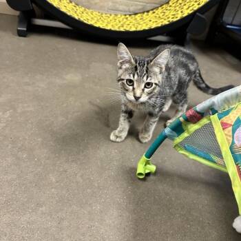 Summer -  Domestic Short Hair Cat for Adoption in Davenport, Iowa - Summer | PetCurious