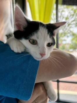 CAT - Oscar -  Domestic Short Hair Cat for Adoption in Gilberts, Illinois - CAT - Oscar | PetCurious