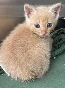 Twizzler -  Domestic Short Hair Cat Available for Adoption in Hartsville, South Carolina - Twizzler | PetCurious