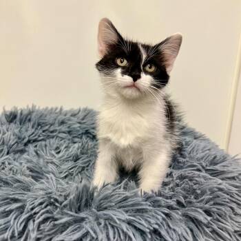 Betty Boop -  Domestic Medium Hair Cat for Adoption in East Hampton, New York - Betty Boop | PetCurious